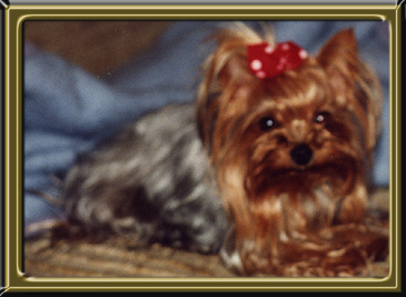 YORKSHIRE TERRIER EMMELY